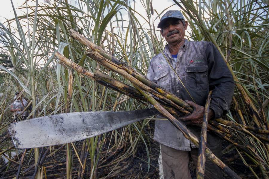 Derecho al consumo básico de azúcar coartado por datos falsos