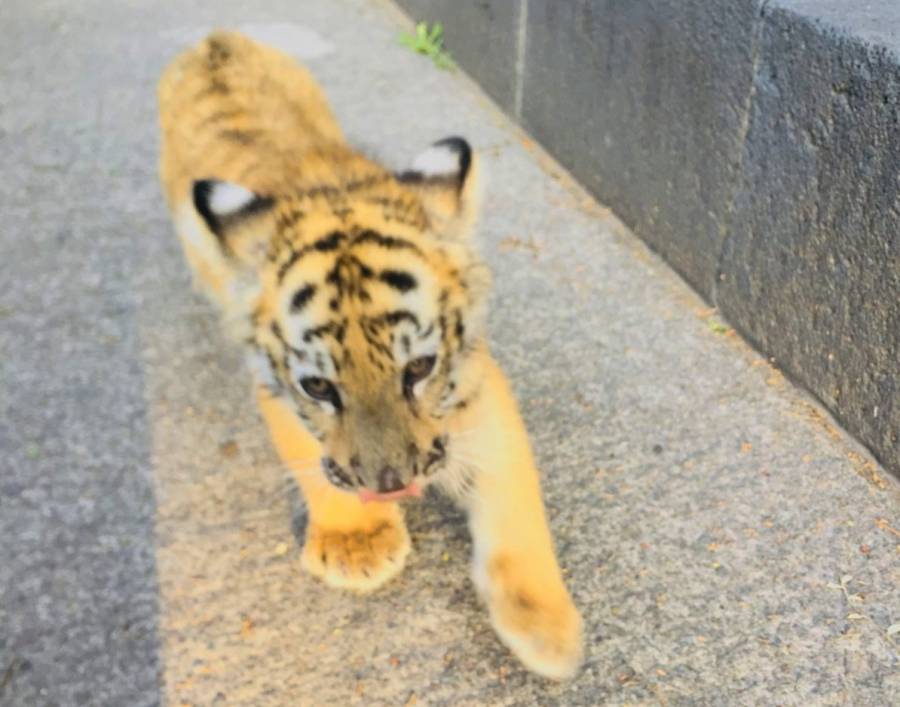 Profepa asegura a cachorra de tigre de bengala en Naucalpan