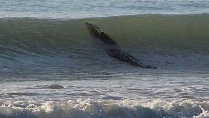 Fotos: Un cocodrilo nada en una playa de Acapulco