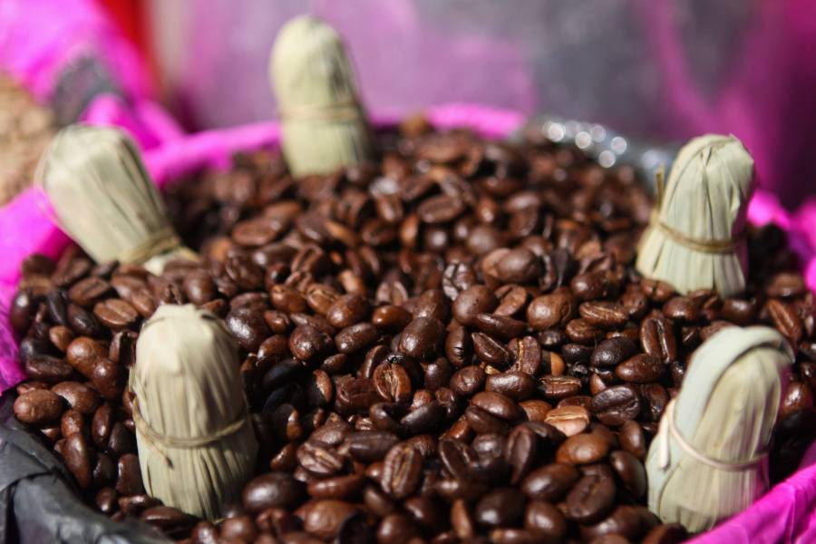 En Puebla, Starbucks dona 111 mil plantas de café a productores