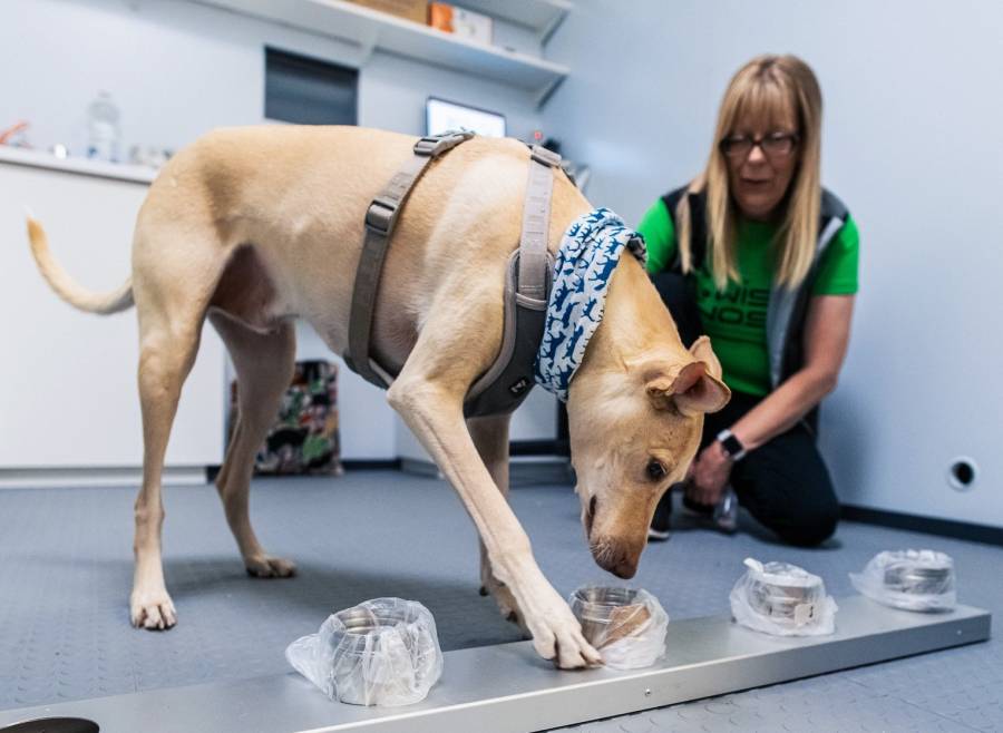 Aeropuerto de Finlandia utiliza perros para detectar a pasajeros con coronavirus