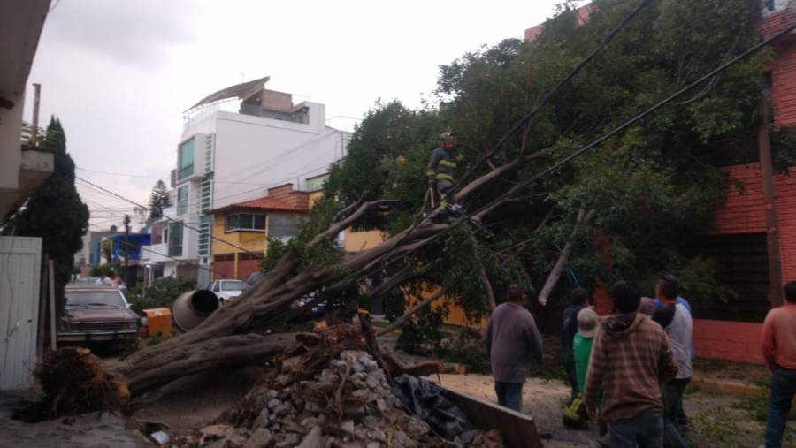 Árbol cae en la alcaldía Gustavo A. Madero, afecta cableado