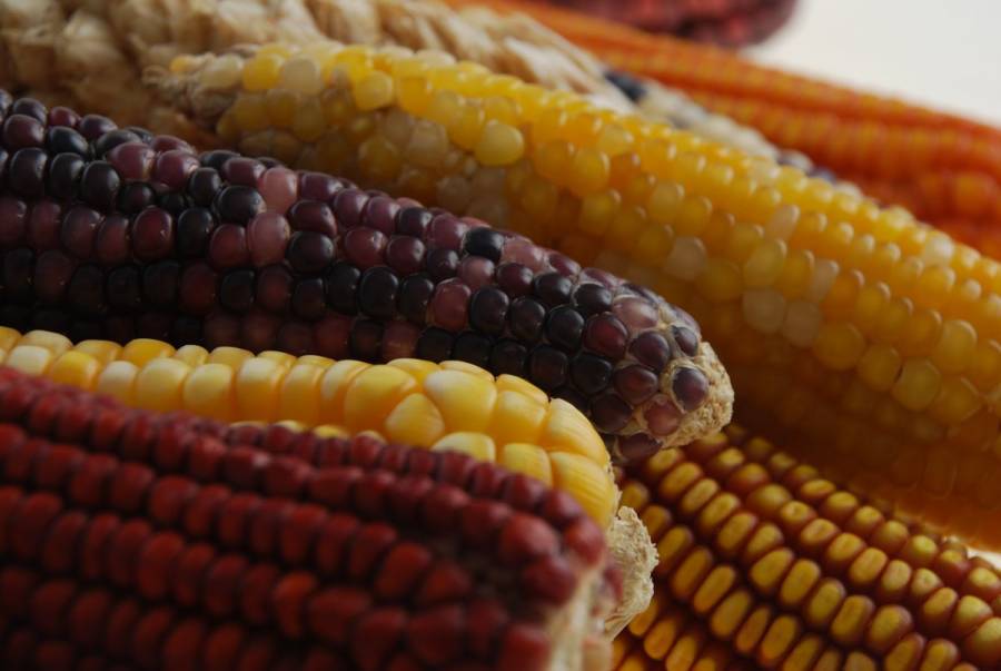 Sader y CIMMYT colaboran para mejorar las variedades de ma&iacute;z