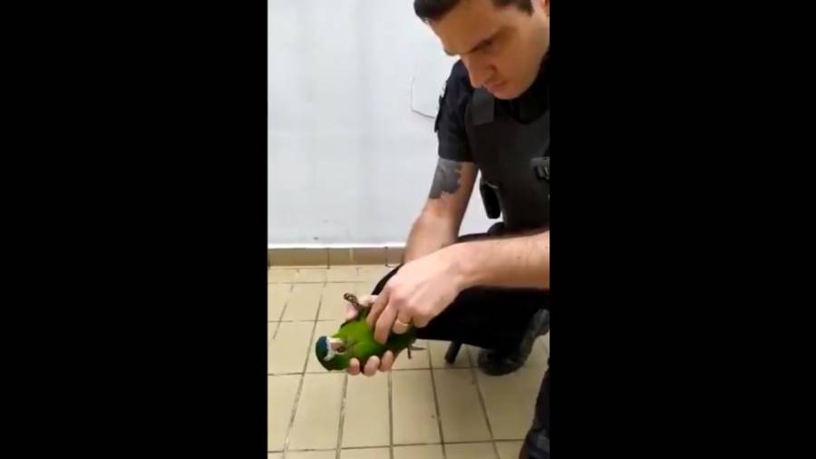 Video: Policía de Metro en Sao Paulo reanima a loro electrocutado