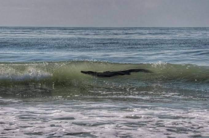 Capturan a cocodrilo de tres metros en Acapulco, merodeaba a buzos