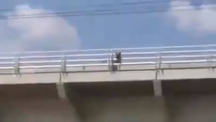 Video: Invade perro vías del Tren Ligero de Guadalajara