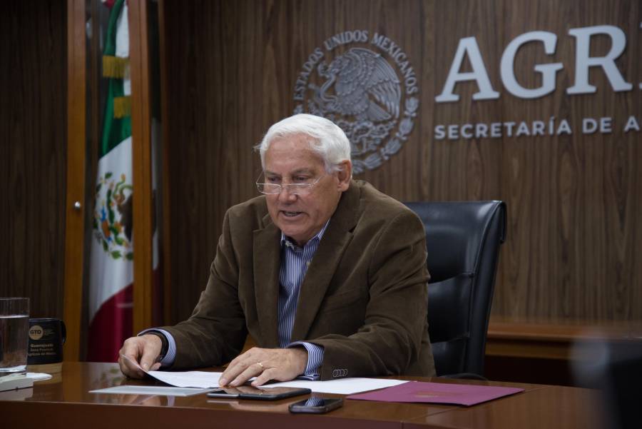 El ma&iacute;z, producto central en la seguridad alimentaria de M&eacute;xico y el mundo: V&iacute;ctor Villalobos