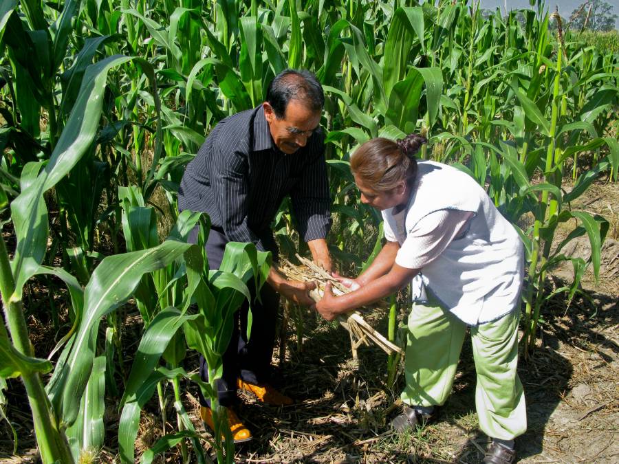 Práctica de cultivo sustentable impacta en más de 300 mil productores de maíz