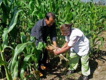 Práctica de cultivo sustentable impacta en más de 300 mil productores de maíz