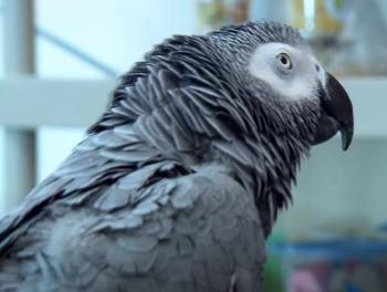 ¡Pelados! Cinco loros grises insultaban a visitantes; Zool&oacute;gico los retira