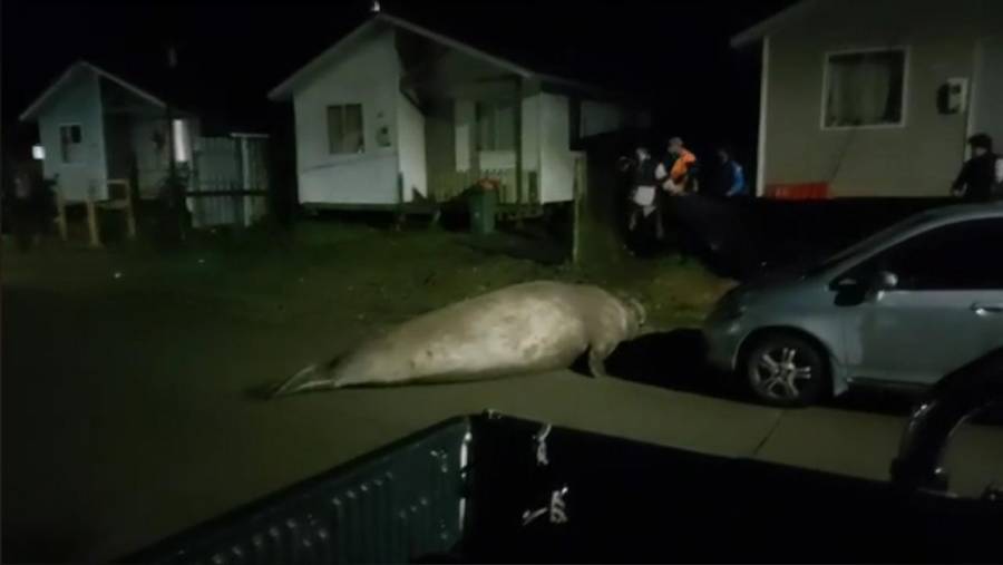 Elefante marino se pasea por las calles de Chile