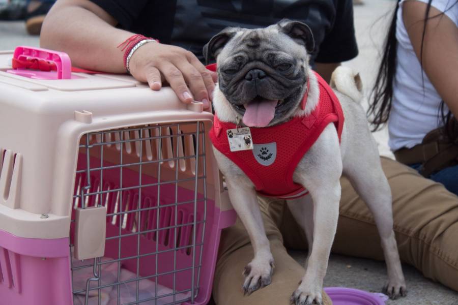 Por “Delta”, autoridades habilitan refugio para mascotas en Quintana Roo