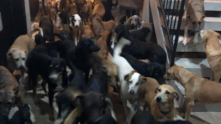 Hombre resguarda a m&aacute;s de 300 mascotas por hurac&aacute;n Delta en Quintana Roo