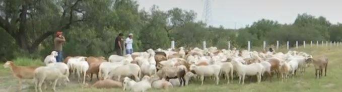 Hasta los borregos se roban; se volcó un camión con ganado en la Mexiquense