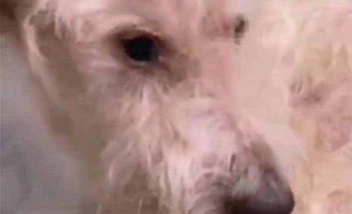 #JusticiaParaBruno: Un perrito con signos de tortura muere tras ser rescatado