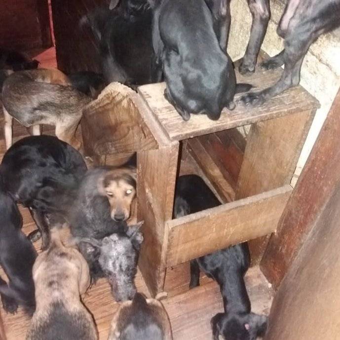 La casa del perro salchicha sufre robo, piden ayuda