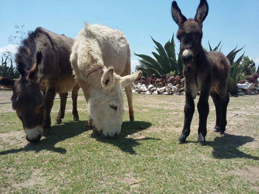 Ponen en adopción a 50 burros en el Edomex