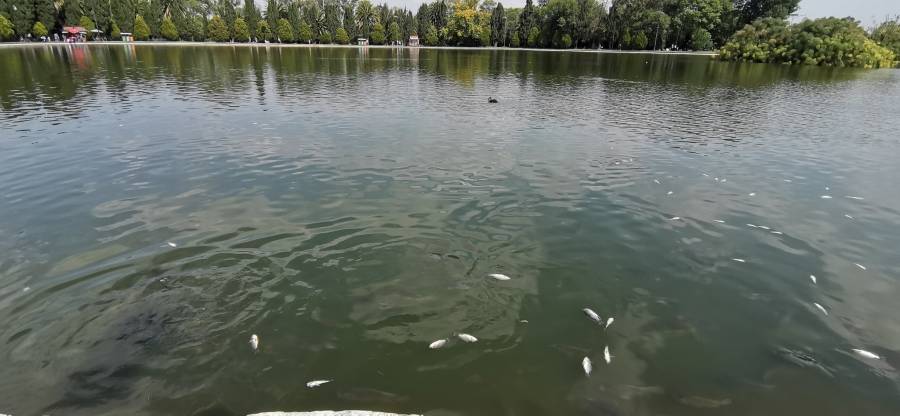 Falta de agua y oxígeno provoca muerte de peces en Lago de Chapultepec