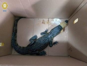 Brigada de Vigilancia Animal rescata a cocodrilo abandonado en la GAM [Video]