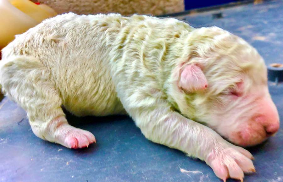 Conoce a Pistacho, el cachorro verde que sorprendió al mundo [Galería]