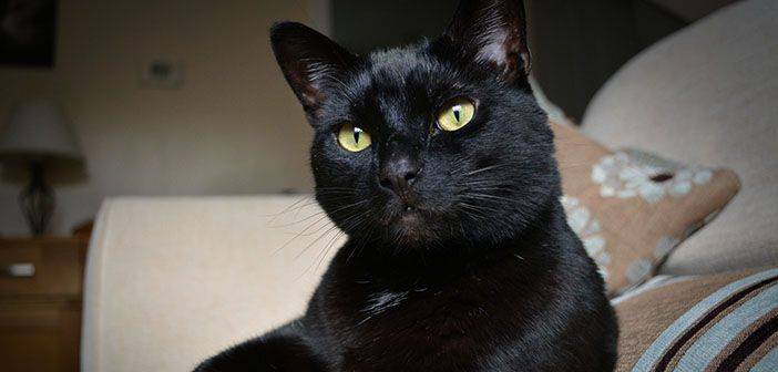 Organizan campaña para evitar lastimen a gatos negros en Halloween