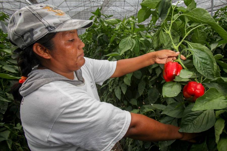 “Se pone orden en presupuesto al sector agropecuario”: AMLO