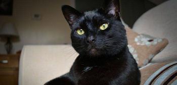 Organizan campa&ntilde;a para evitar lastimen a gatos negros en Halloween