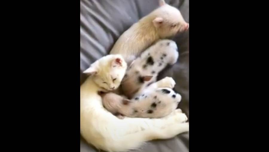 Video: Gata de cuatro meses alimenta a cerditos rescatados