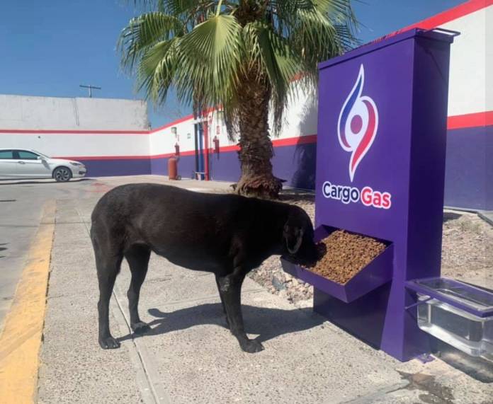 En Torreón, gasolinera alimenta a perros callejeros