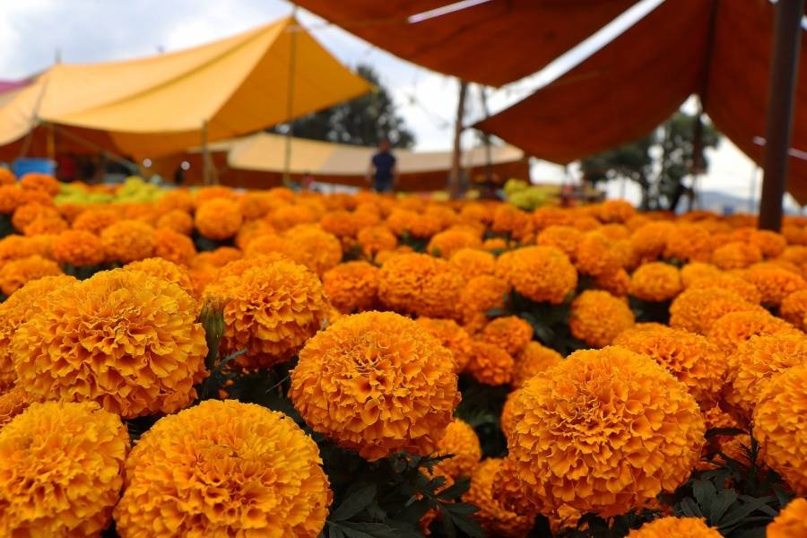 Inicia venta de flores de cempasúchil cultivadas por reclusos de la CDMX