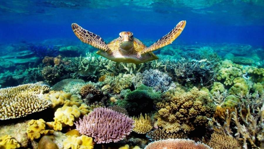 Descubren un nuevo arrecife de coral en Australia m&aacute;s grande que un rascacielos