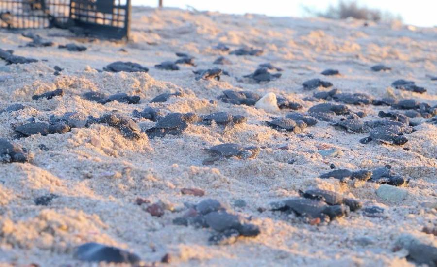 Ausencia de turistas permite nacer a miles de tortugas en playas de Sonora