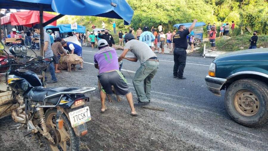Video: Roban cerdos tras volcadura de cami&oacute;n en Campeche