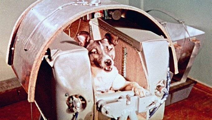 Una perrita que murió en el espacio, se llamaba Laika