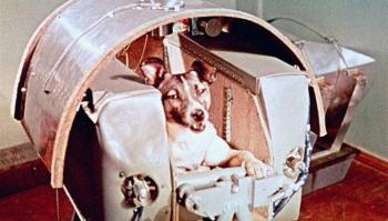 Una perrita que muri&oacute; en el espacio, se llamaba Laika