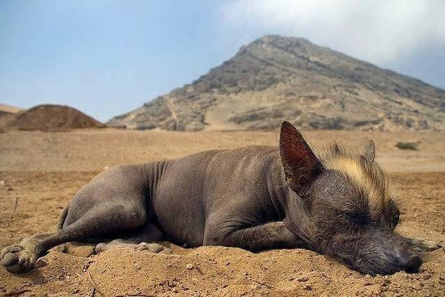 Xoloitzcuintle, nuevo símbolo de la CDMX