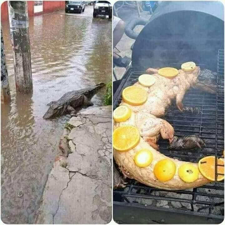 Tabasqueños se alimentan de Cocodrilos por inundaciones