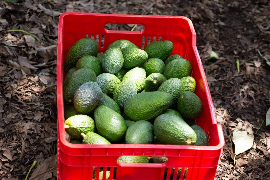 Agricultura y productores de aguacate, fortalecen medidas sanitarias para consolidarse en el mercado japonés