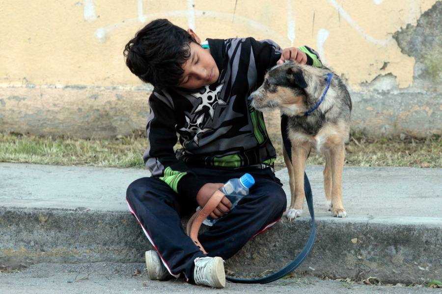 Desde 2006 no hay casos de rabia en humanos en el Edomex