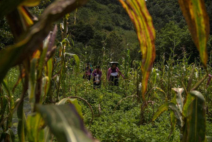 Hay becas en la escuela Agrícola Panamericana Zamorano, Edomex lanza convocatoria