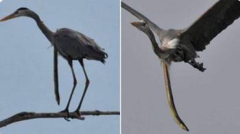 Evit&oacute; ser devorada; Anguila atraviesa el cuerpo de una garza