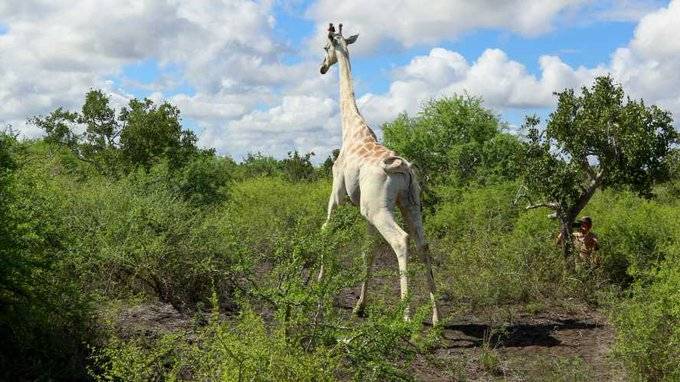 Jirafa blanca será rastreada vía GPS, es la última del mundo