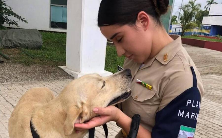 Convoca Secretaría de Marina a ponerle nombre a perro rescatado