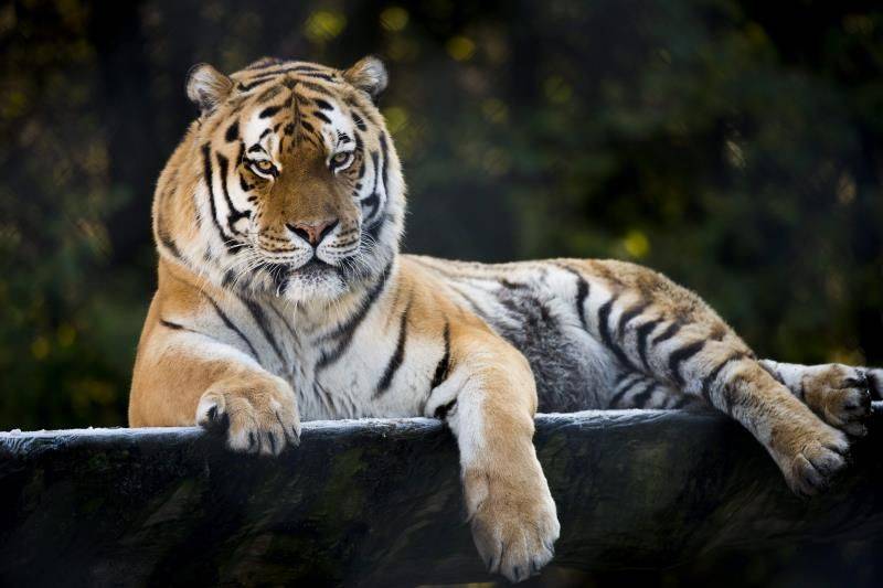 Aumenta población de tigre siberiano en Rusia