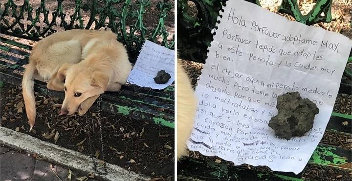 Boston el perrito abandonado en banca de Coyoacán fue rescatado