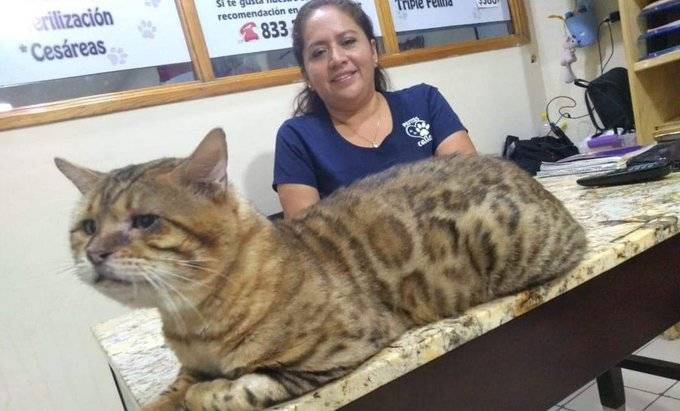 Tampico: No era un leopardo, sino gato gigante