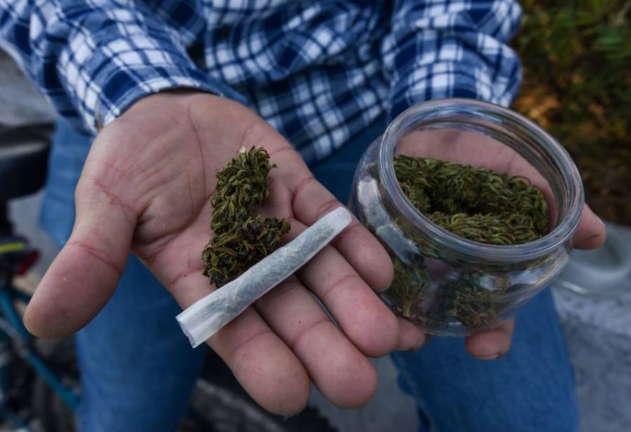 Regulación del cannabis será una gran oportunidad para pequeños productores: CNA