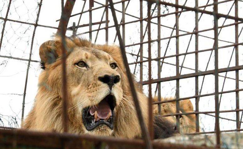 Presunta fuga de cuatro leones en Zumpango mantiene en alerta a las autoridades