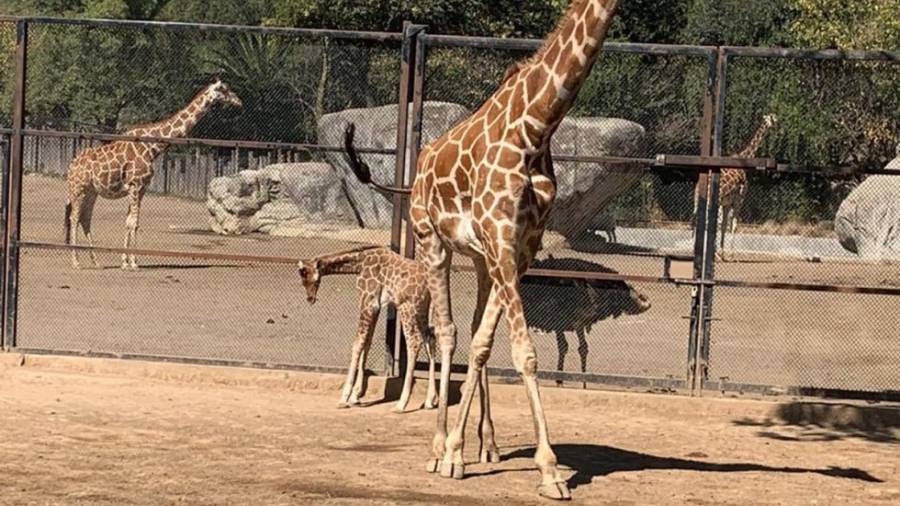 Jirafa nace en el Zoológico de Chapultepec de la CDMX