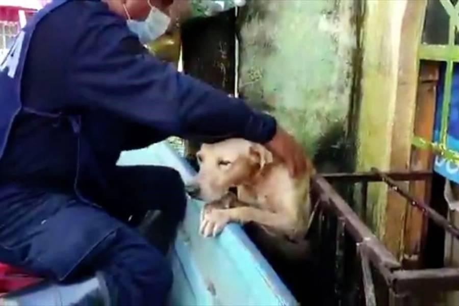 Secretaría de Marina revela los nombres de perros rescatados en Tabasco